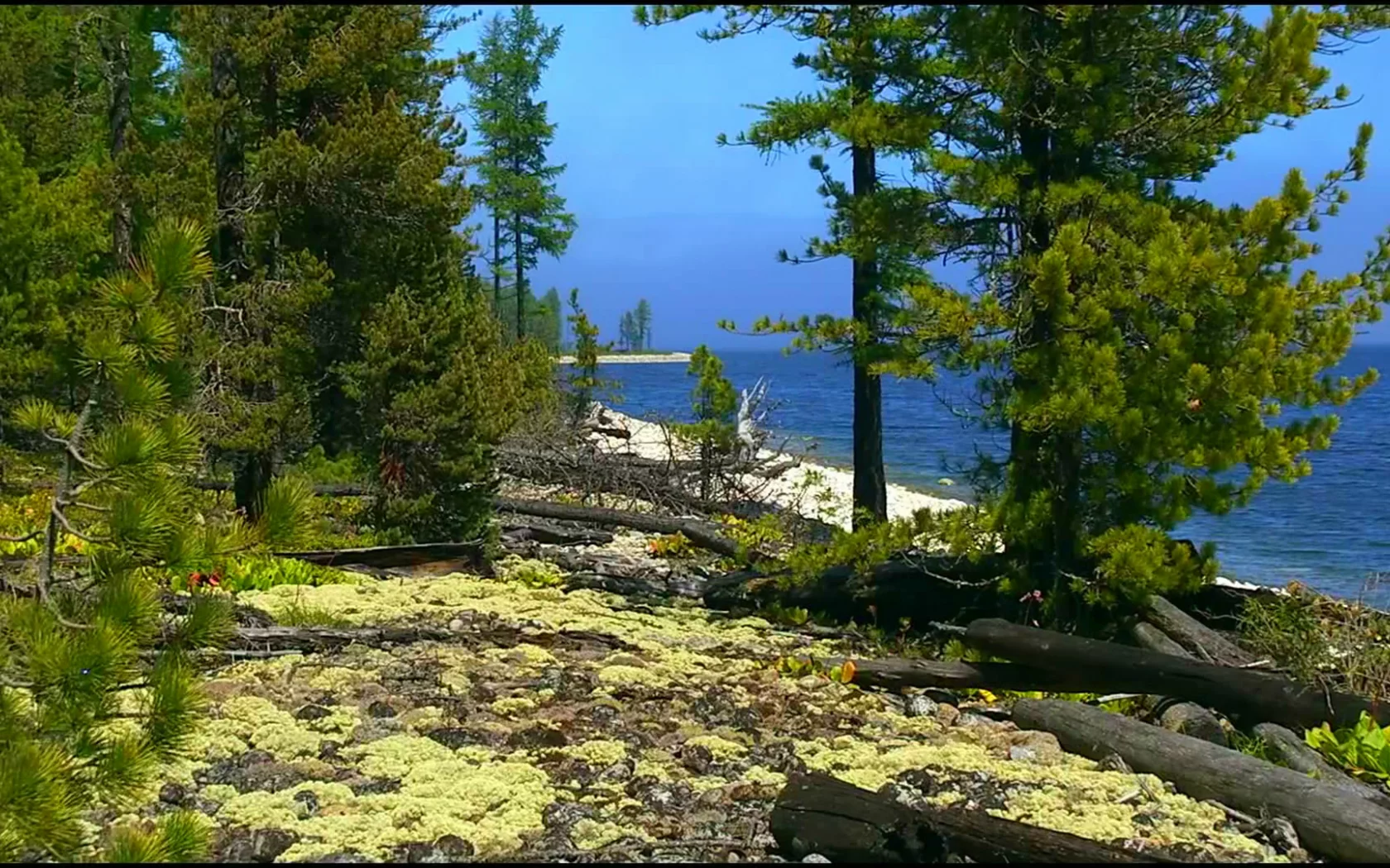природа, лес, море