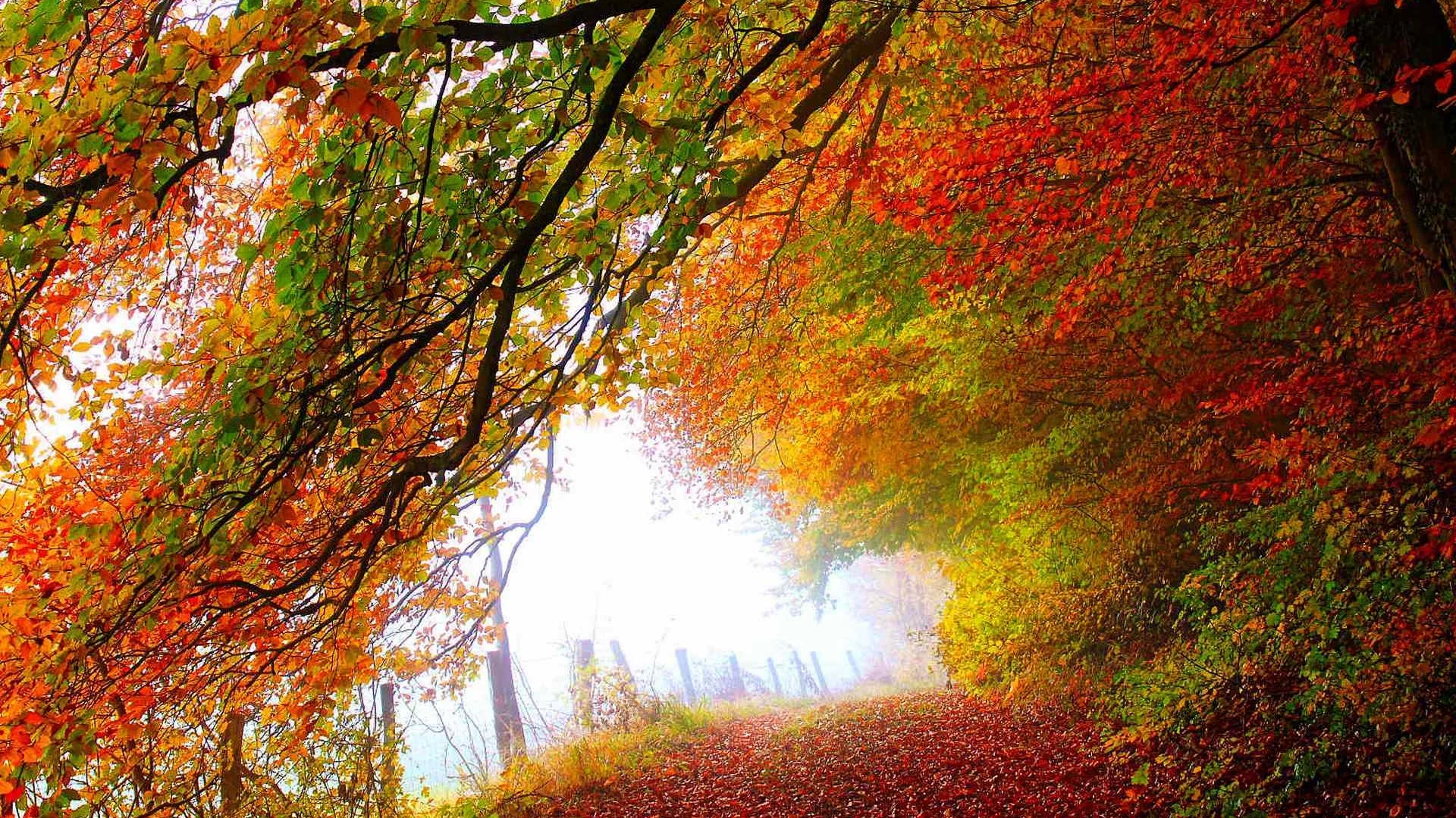road, trees, leaves, park, forest, colors, colorful, fall, path, walk, листья, autumn, nature