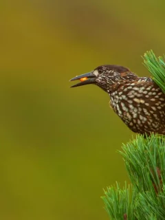 животные, птицы
