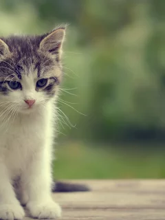 животные, котенок, маленький