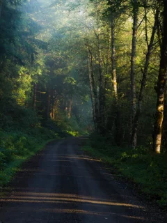 дорога, лес, утро, деревья