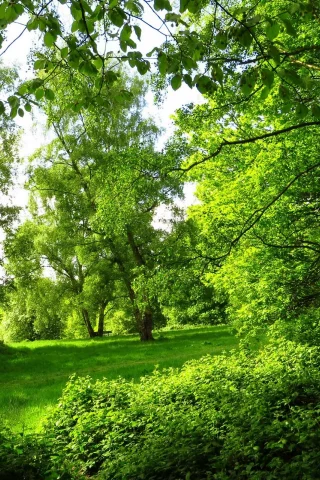 природа, лес