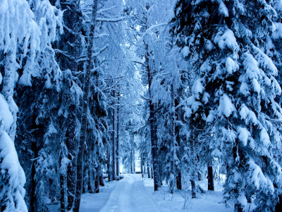 дорога, зима, ели, деревья, лес