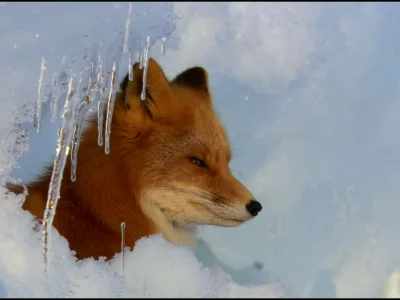 животные, лиса