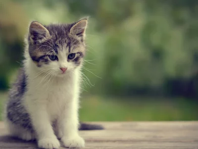 животные, котенок, маленький