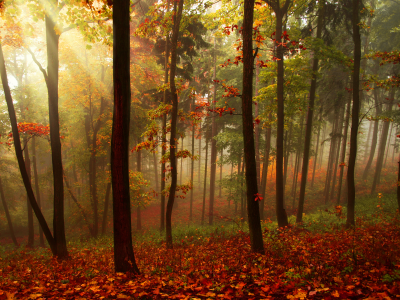 природа, листья, осень, лес, лучи, деревья, пейзаж