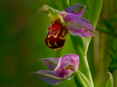 цветок, орхидея