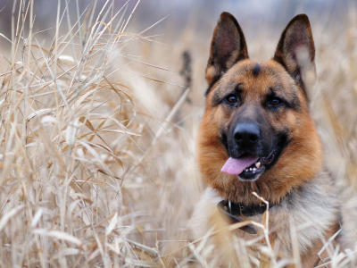 собака, немецкая, овчарка, в траве