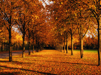 парк, аллея, листья, деревья, рыжая, ветви, осень