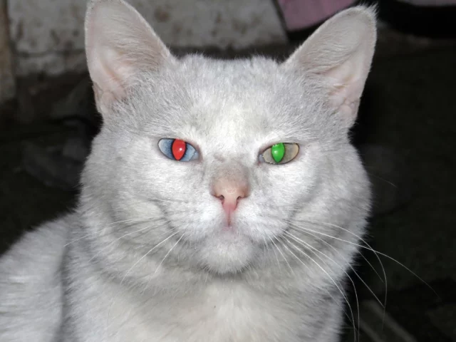 кот, белый, глаза, разные