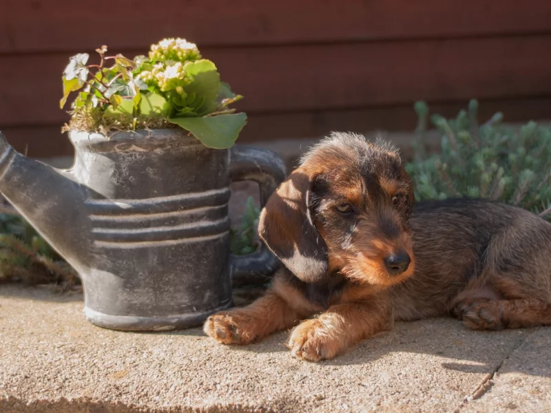 фон, щенок, собака, lies, лежит, dog, puppy, flowers, обои, цветы