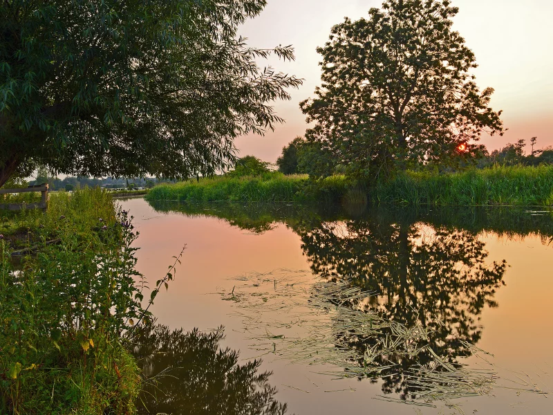 природа, вода, деревья, камыш, закат