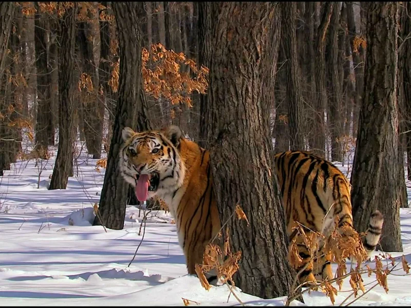 животные, кошка, тигр