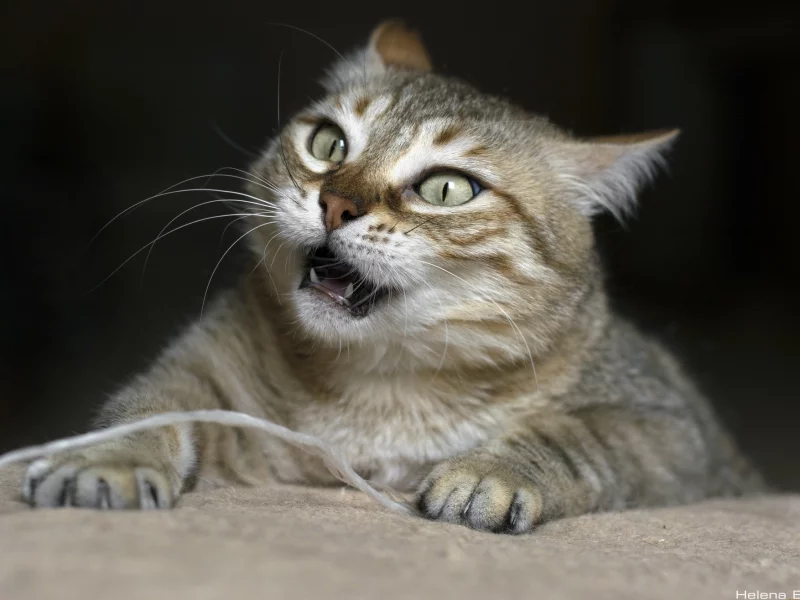 кот, взгляд