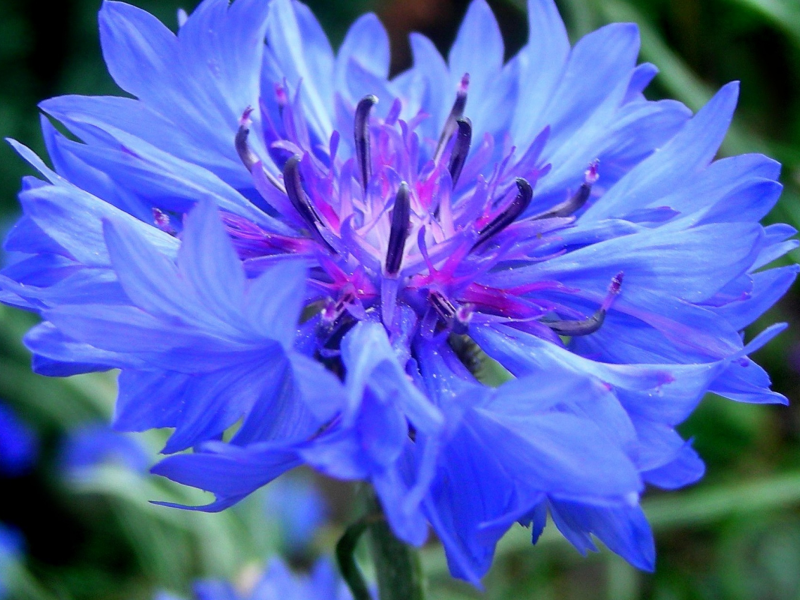 цветок, синий, васильки, cornflower, centaurea, василек, зелень