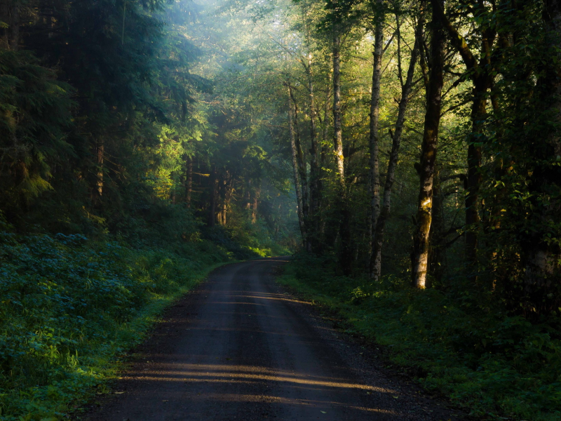 дорога, лес, утро, деревья