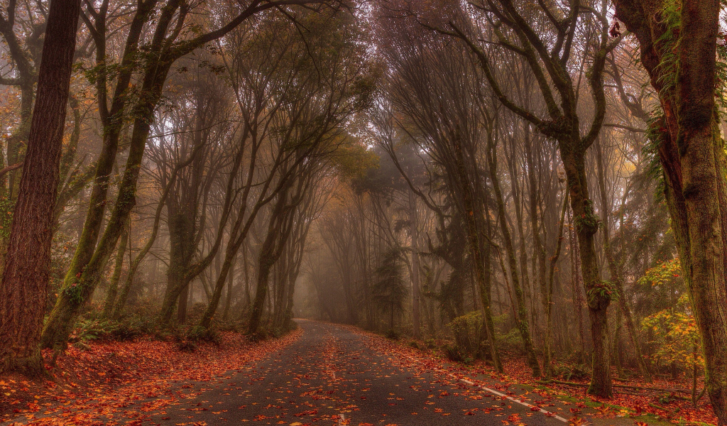 осень, лес, дорога, туман