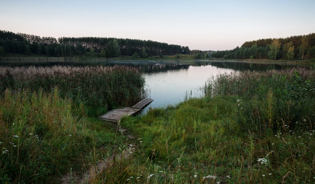 река, берег, лес, камыш, настил, помост