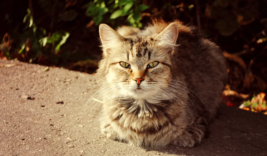 кошки, солнечный кот, осень, кот
