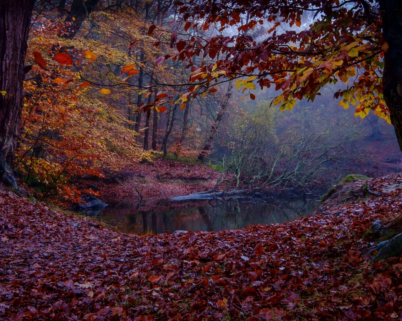 природа, реки, озера, ручей, лес, осень
