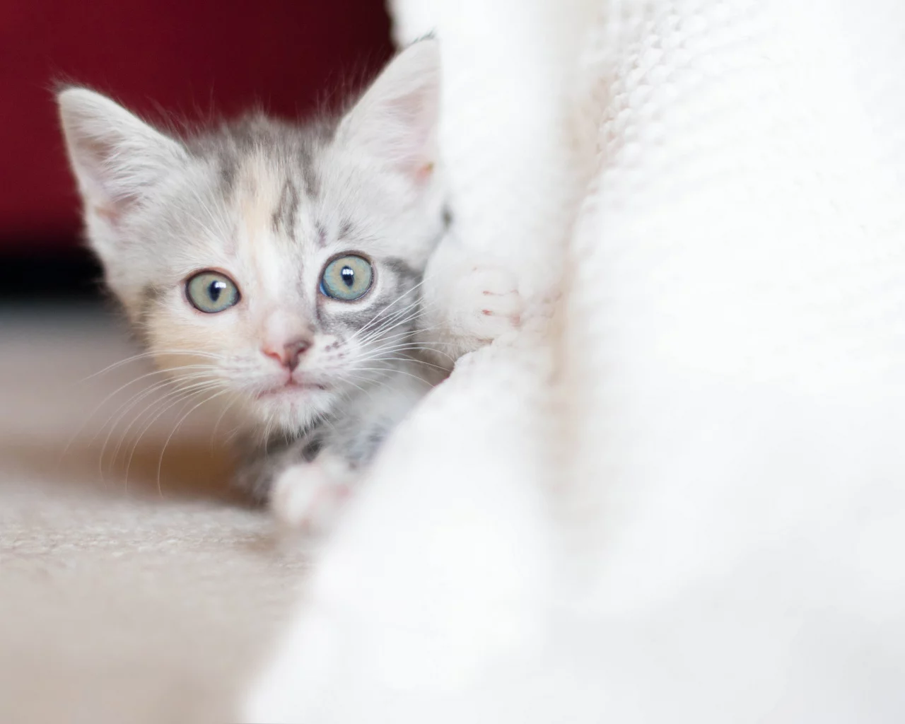 малыш, взгляд, котенок, трехцветный
