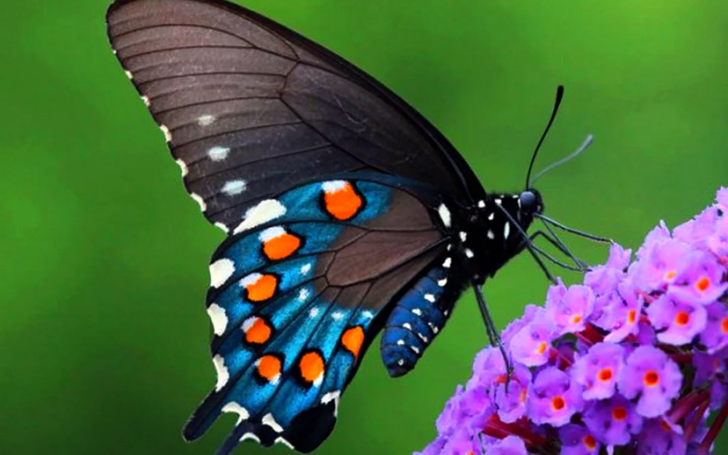 бабочка, природа, Pipevine Swallowtail