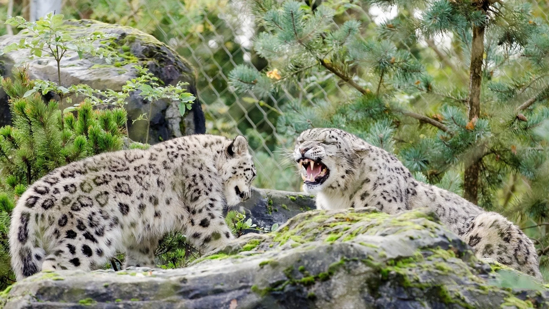 животные, кошки, снежный барс, оскал