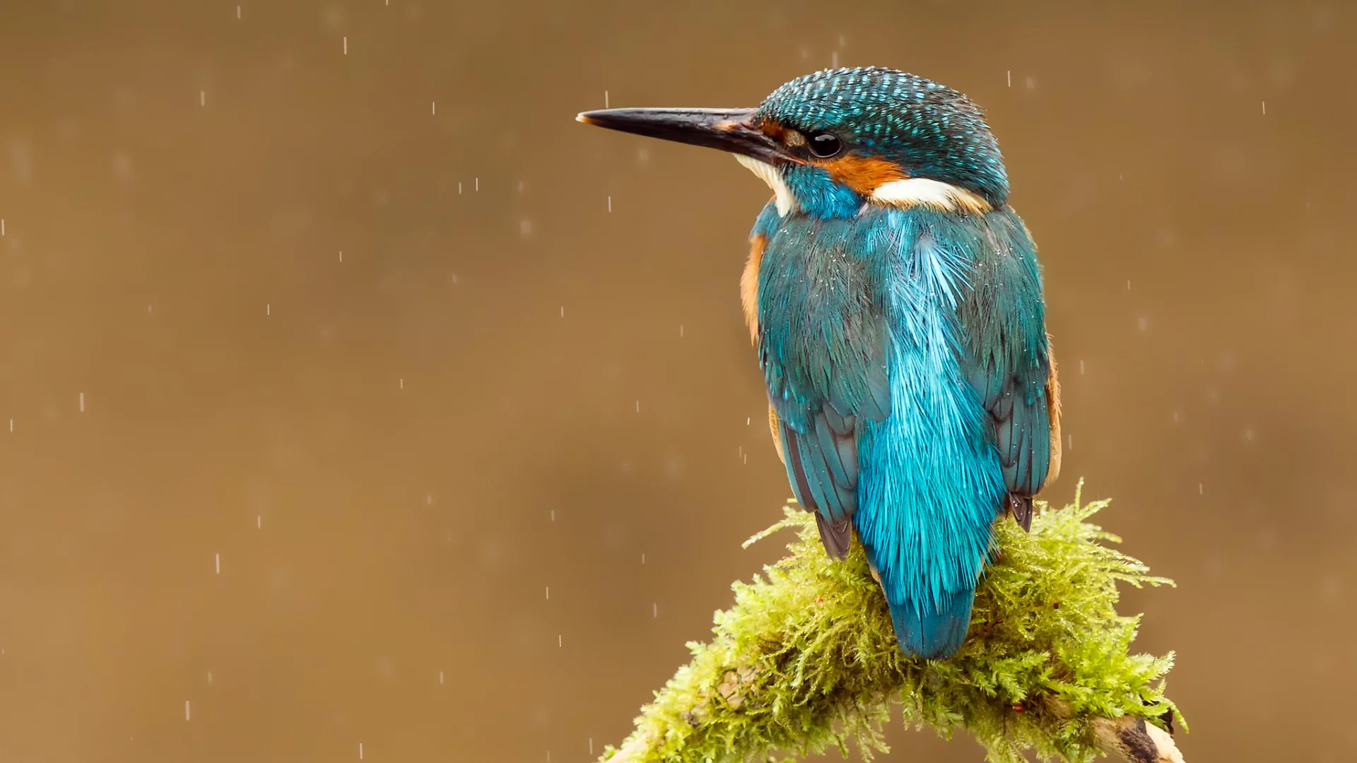 alcedo atthis, kingfisher, птица, обыкновенный зимородок, капли
