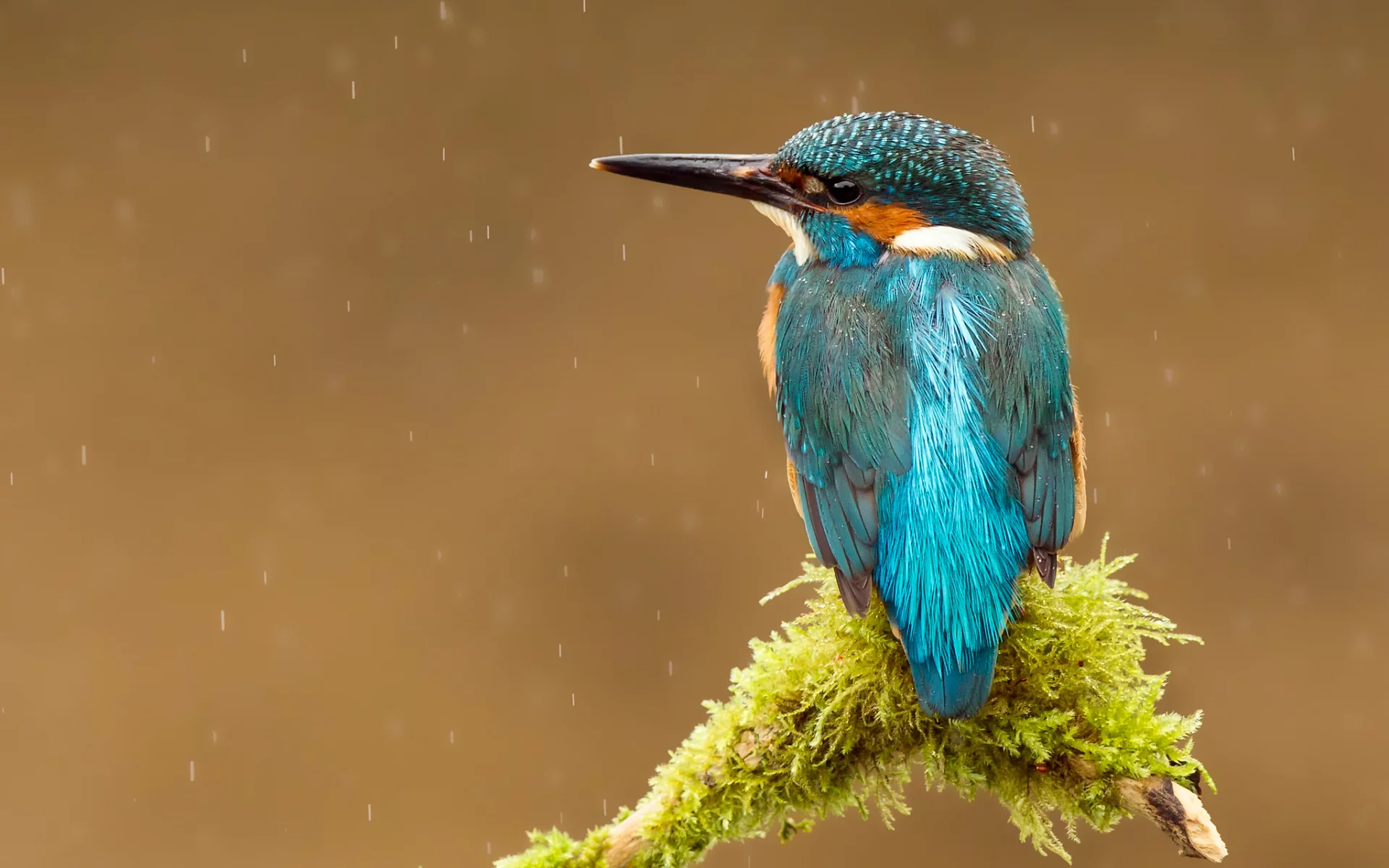 alcedo atthis, kingfisher, птица, обыкновенный зимородок, капли