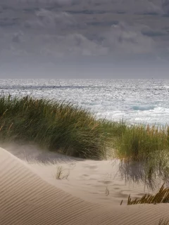 море, пляж, песок, дюны, растительность, ветер