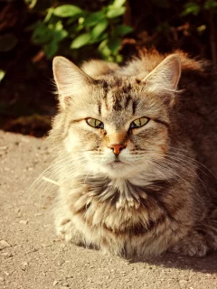 кошки, солнечный кот, осень, кот