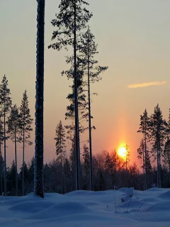 Зима, снег, ели, закат.