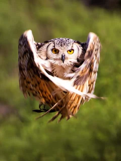 bird, крылья, полет, размытость, owl, птица, сова
