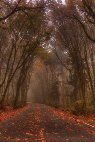 осень, лес, дорога, туман