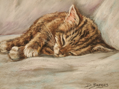 d.burgus, рыжий котёнок, спящий котёнок, кот