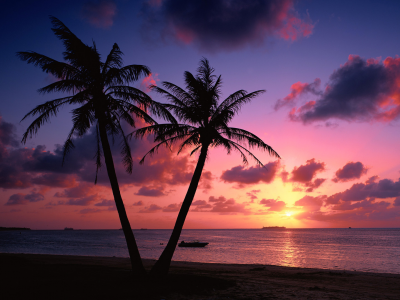 пальмы, закат, океан