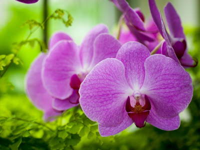 орхидея, цветок, красота