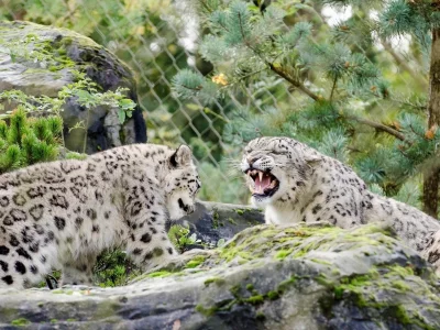 животные, кошки, снежный барс, оскал