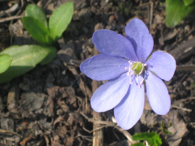 весна, фиолетовый