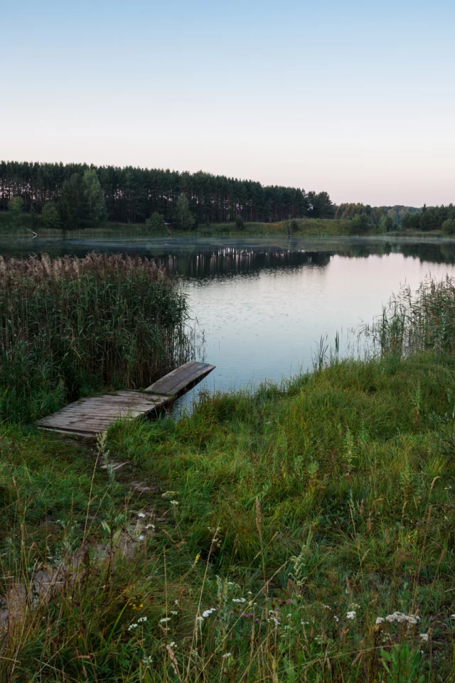 река, берег, лес, камыш, настил, помост