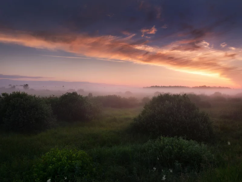Кустарник, трава, туман, заря, Россия.