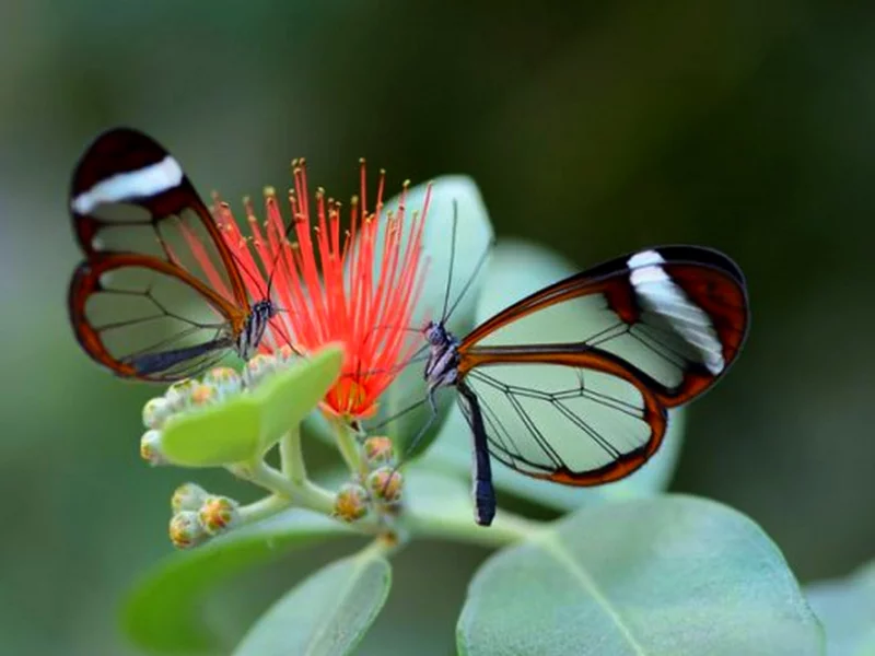 бабочка, природа, Грета Ото, или стеклянная бабочка (Glasswing Butterfly)