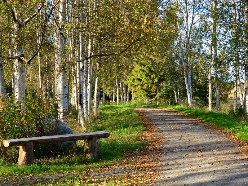 парки, березы, тропа, скамейка