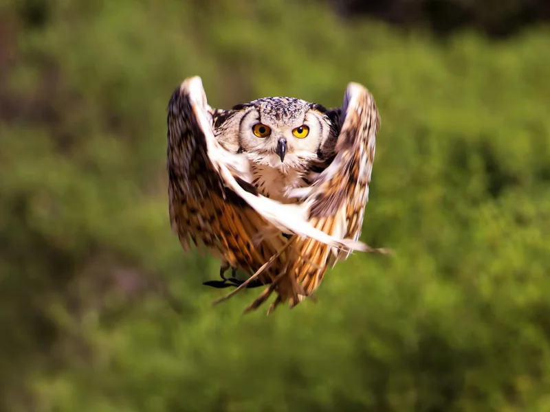 bird, крылья, полет, размытость, owl, птица, сова