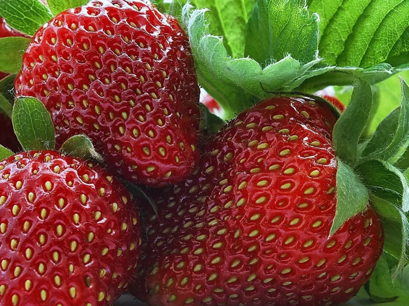 клубника, ягода, вкусно, красота, мафия