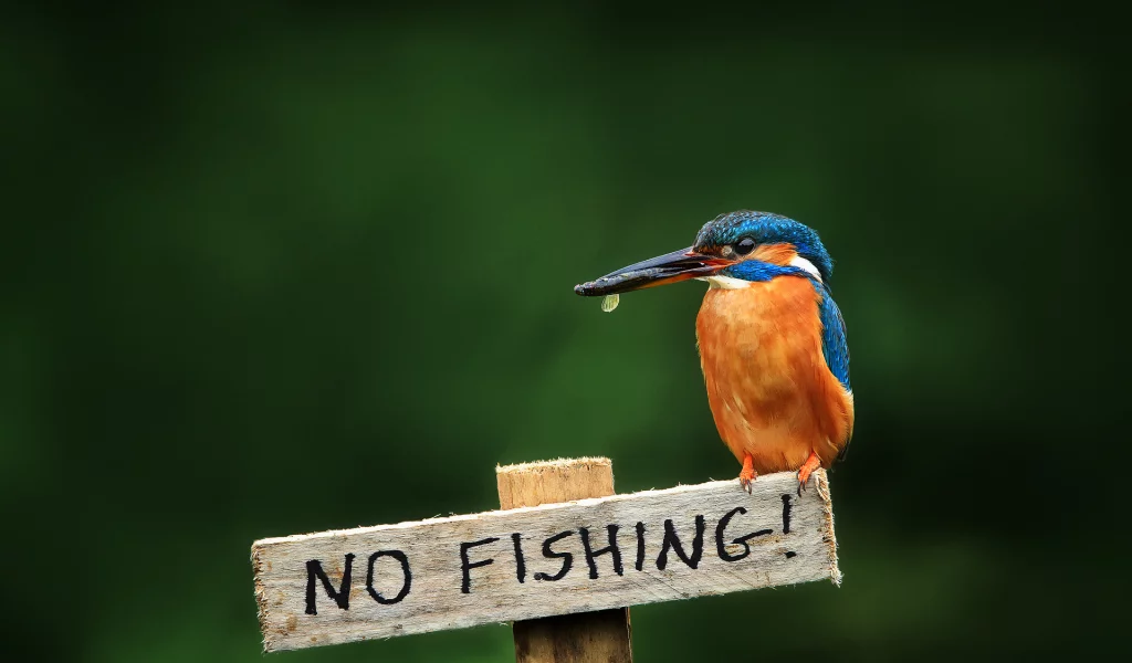 птица, alcedo atthis, обыкновенный зимородок, kingfisher