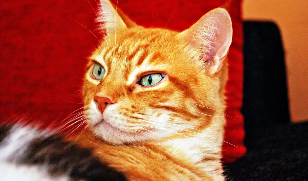 взгляд, фон, рыжий, кот, кошка