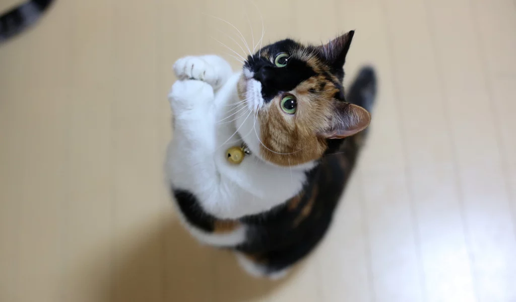 кот, кот