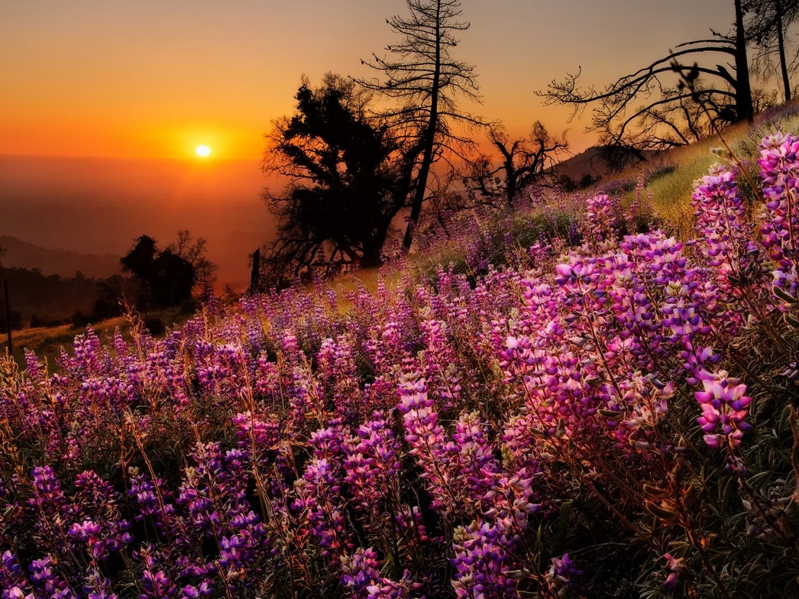 sunset, colorful, nature, colors, trees, sky, scenery, flowers, landscape, view, tree, grass