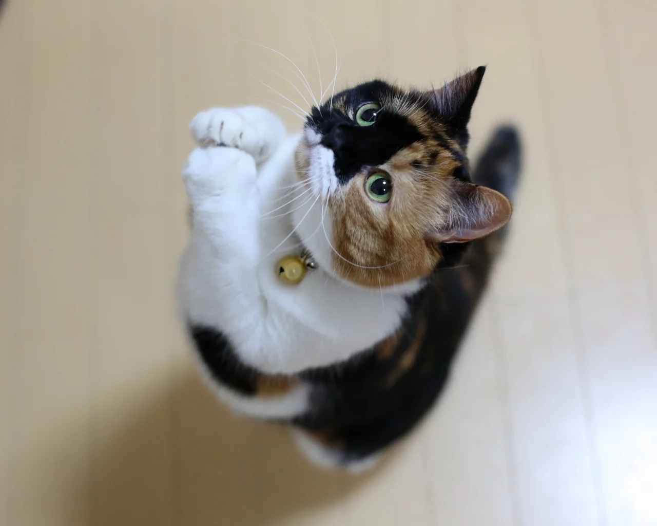 кот, кот